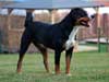 2 roky